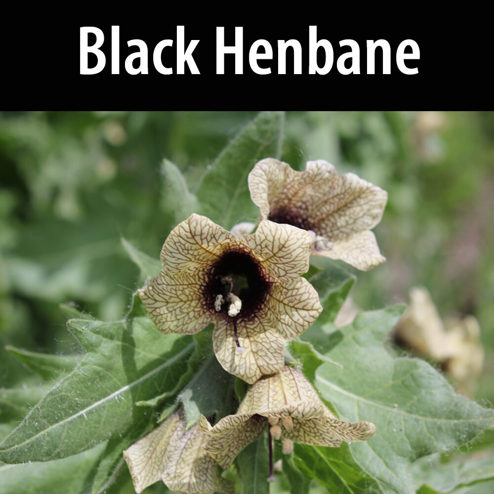 IMPORTANT NOTICE: Invasive Toxic Weed Black Henbane Found in County